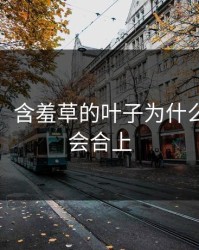 含羞草，含羞草的叶子为什么一碰就会合上